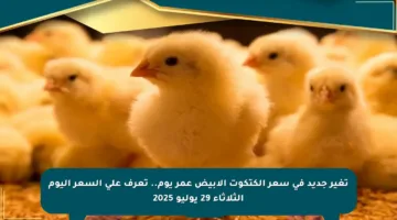 تغير جديد في سعر الكتكوت الأبيض عمر يوم.. تعرف على السعر اليوم الثلاثاء 29 يوليو 2025